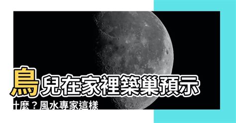 鳥在家築巢風水|【家中有鳥築巢】鳥築巢兆頭！家中有鳥築巢的風水好運